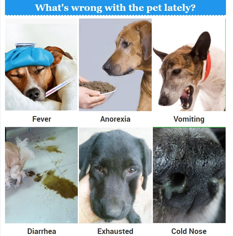 High Sensitivity Pet Hospital Early Pregnancy Relaxin Rapid Test Veterinary Pregnancy