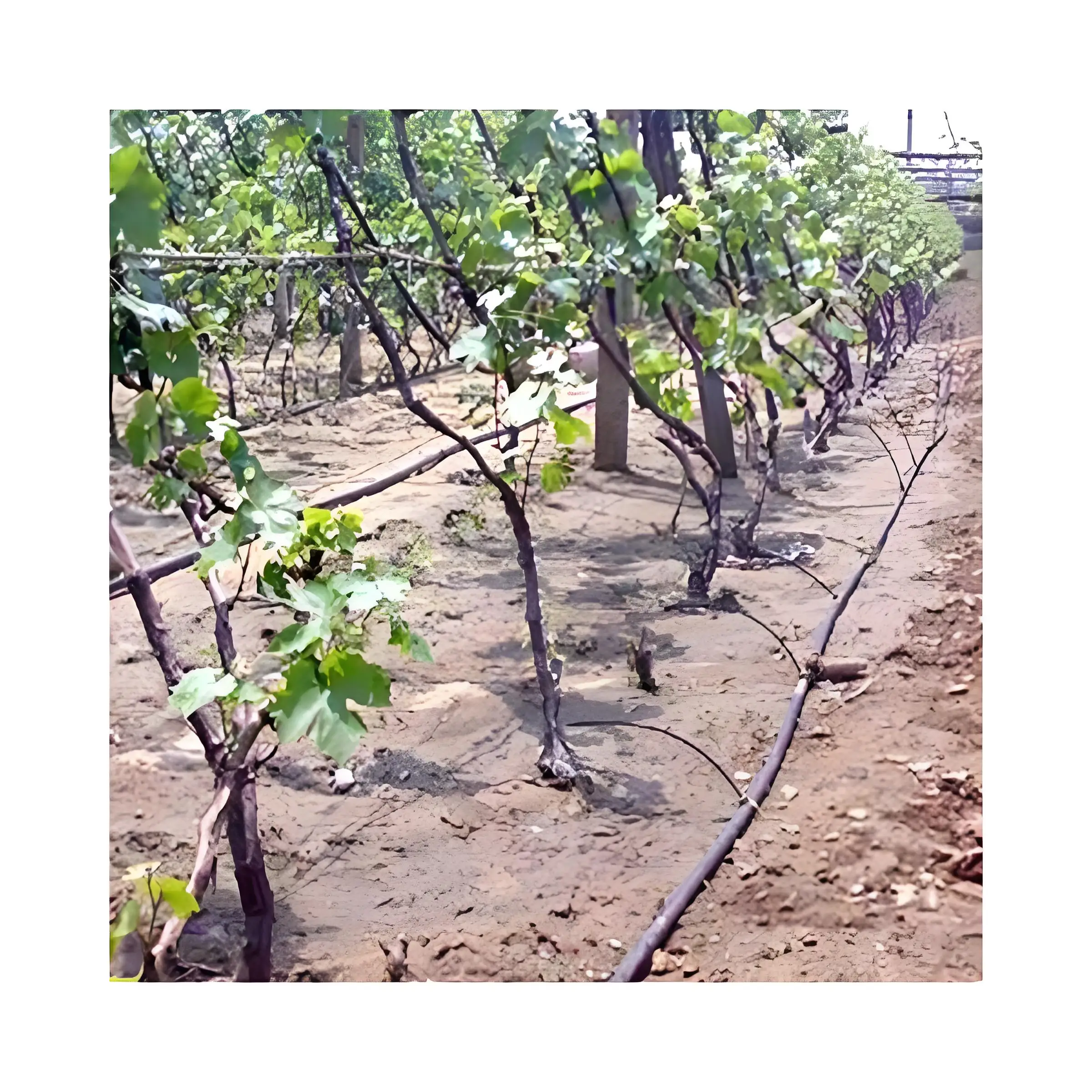 Garden Drip Irrigation Misting System Sprinkler 360 Rotating Sprinklers Refraction Micro Nozzle For Watering & Irrigation