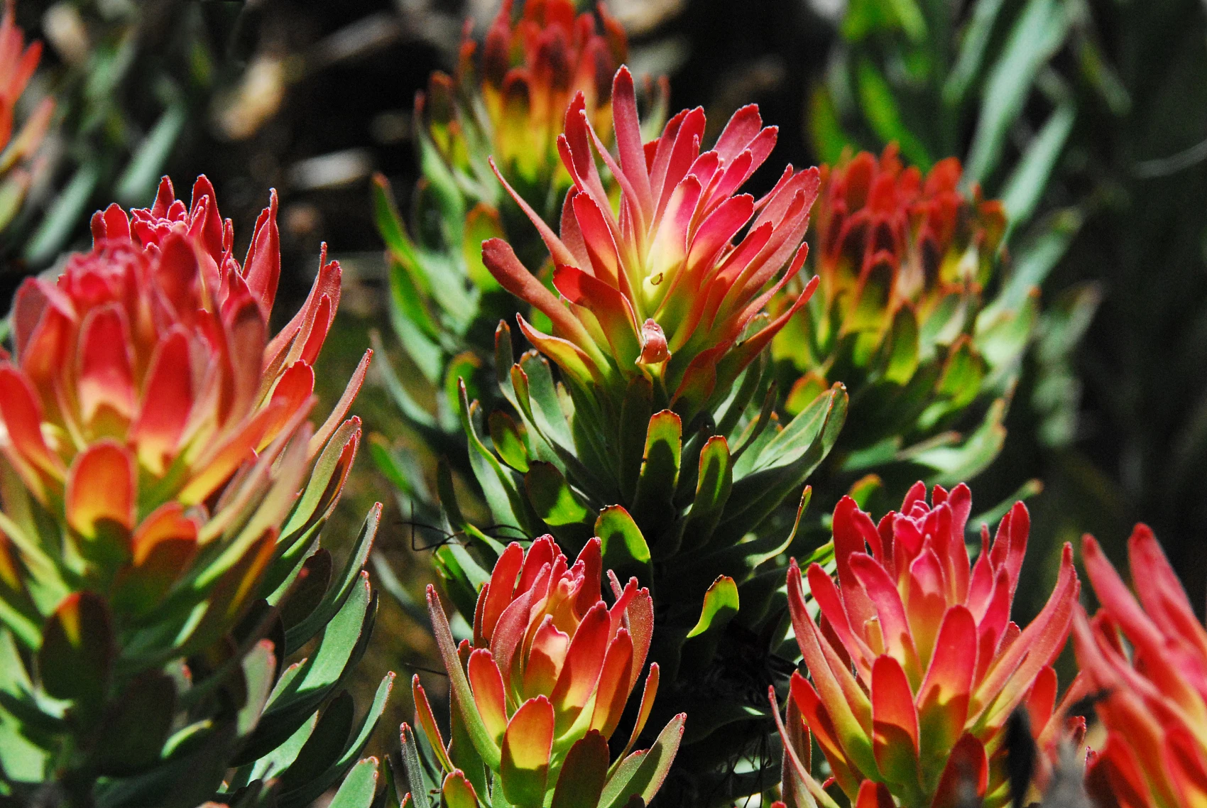 Хит продаж экстракт Rhodiola Rosea 3% Salidrosides
