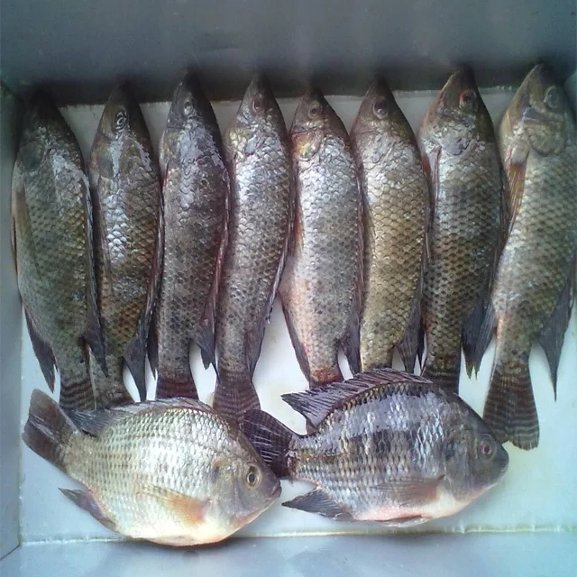 Frozen Black Tilapia Gutted And Scaled 700-1500g For Sell