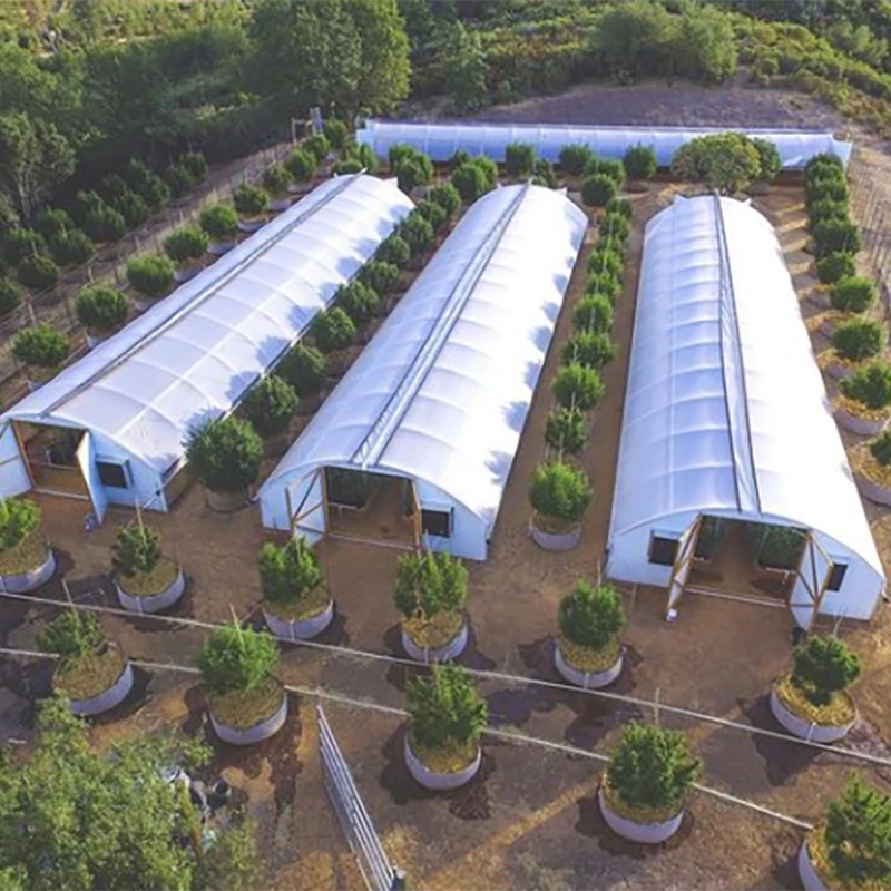 Wholesale new special design agricultural seed lettuce tomato tunnel greenhouse
