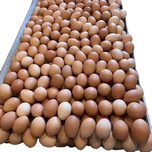 Свежие столовые яйца Бройлер инкубационные яйца Росс 308 и Кобб 500 куриные яйца