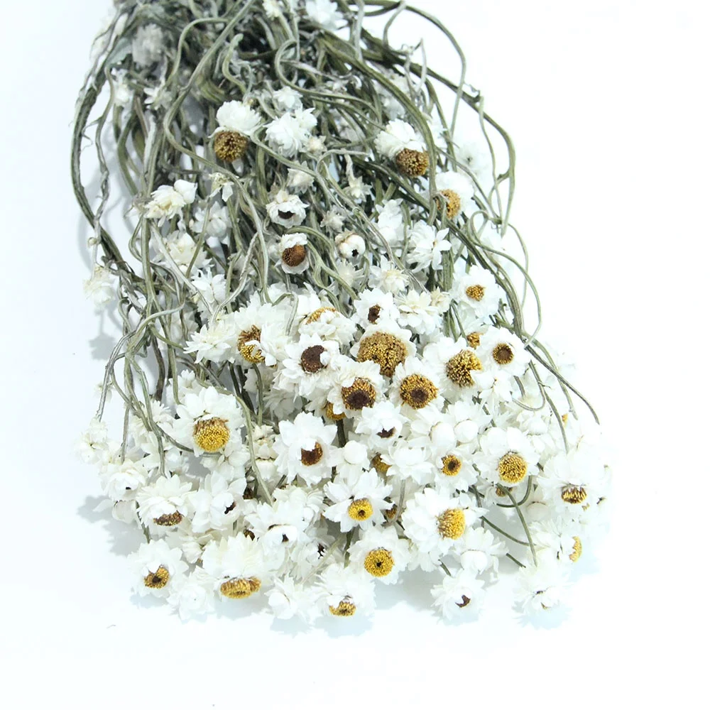 Goods in Stock Spot Goods Fastest Shipping Dried Flowers Silvery Chrysanthemum Rubia for Opening Gift and Flower Shop Display