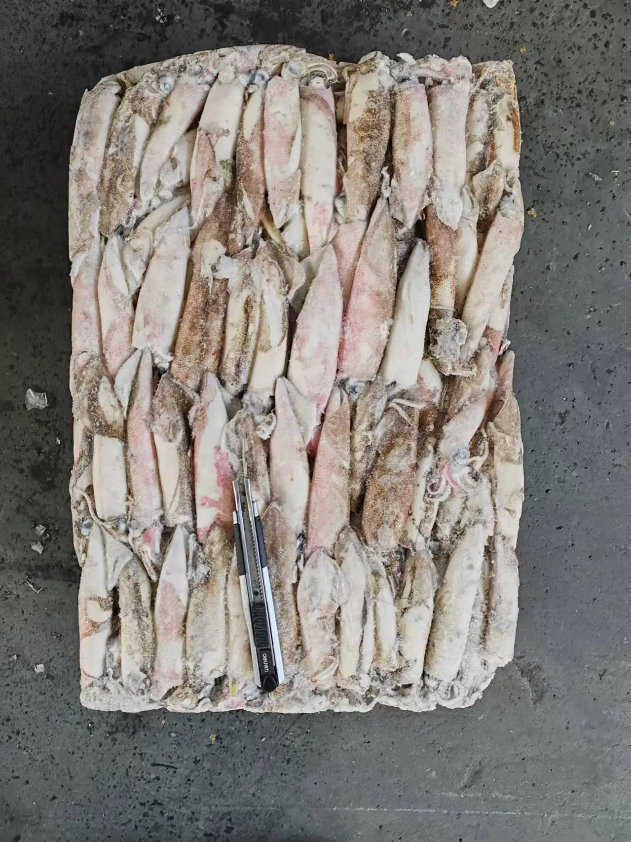 Frozen  loligo squid whole round squid whole round Good quality Loligo chinensis