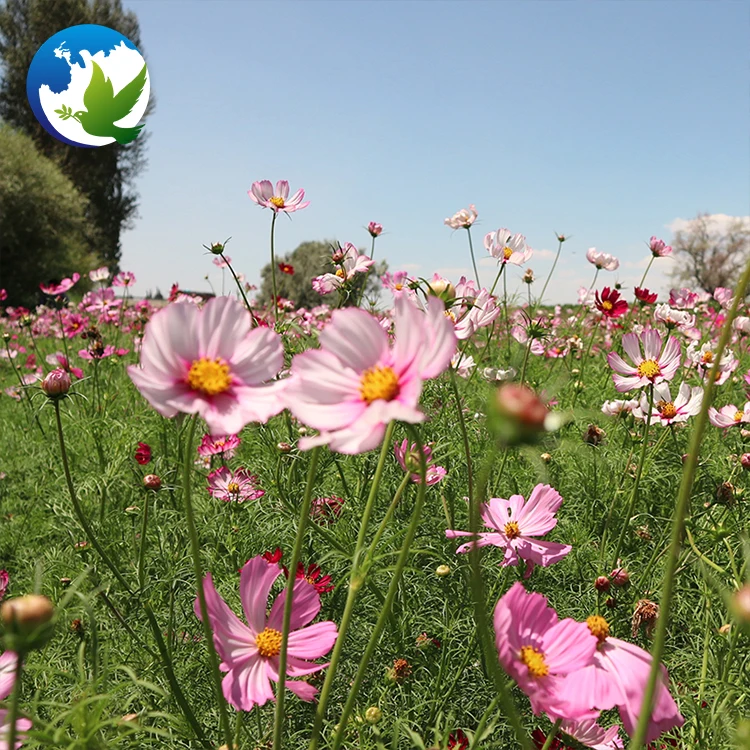 Family Flowers bulbs seed Perennial Coreopsis Public Park Cosmos flower plants seeds for garden