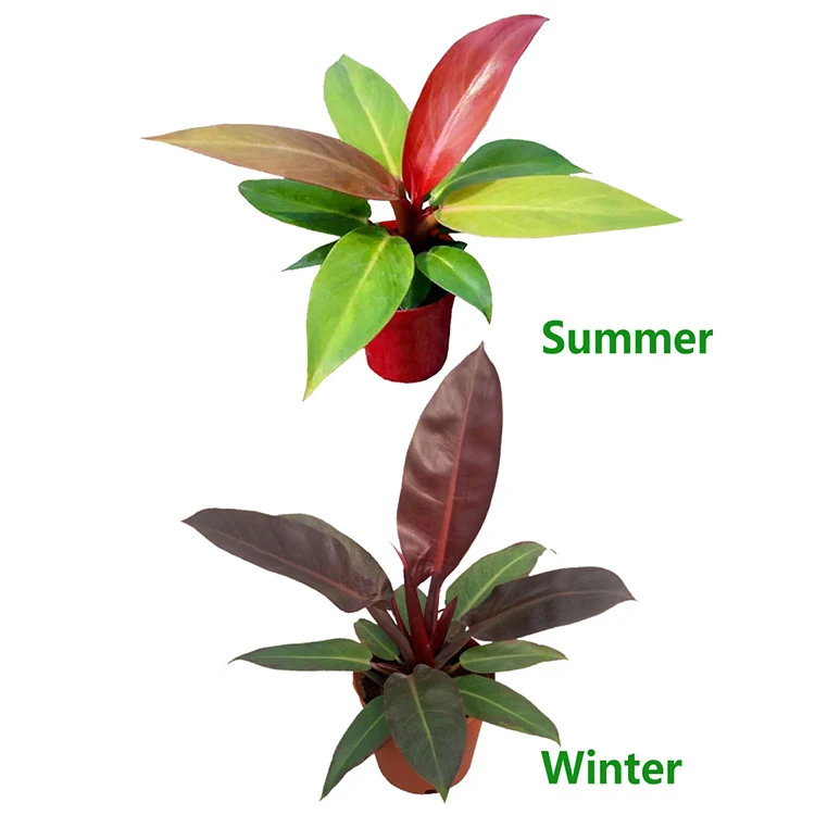 
Factory Direct Wholesaling Tissue Culture Tray Plug Pot Philodendron Sun Red Plants 