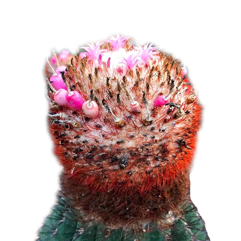 Многолетний кактус мелокактус сальвадоренсис