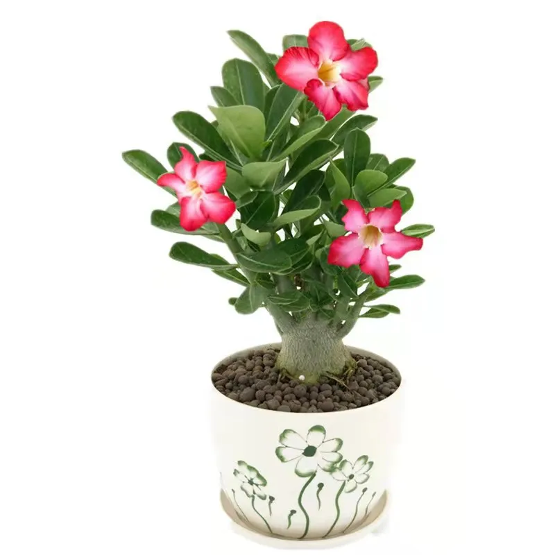 Sell desert roses at a low price
