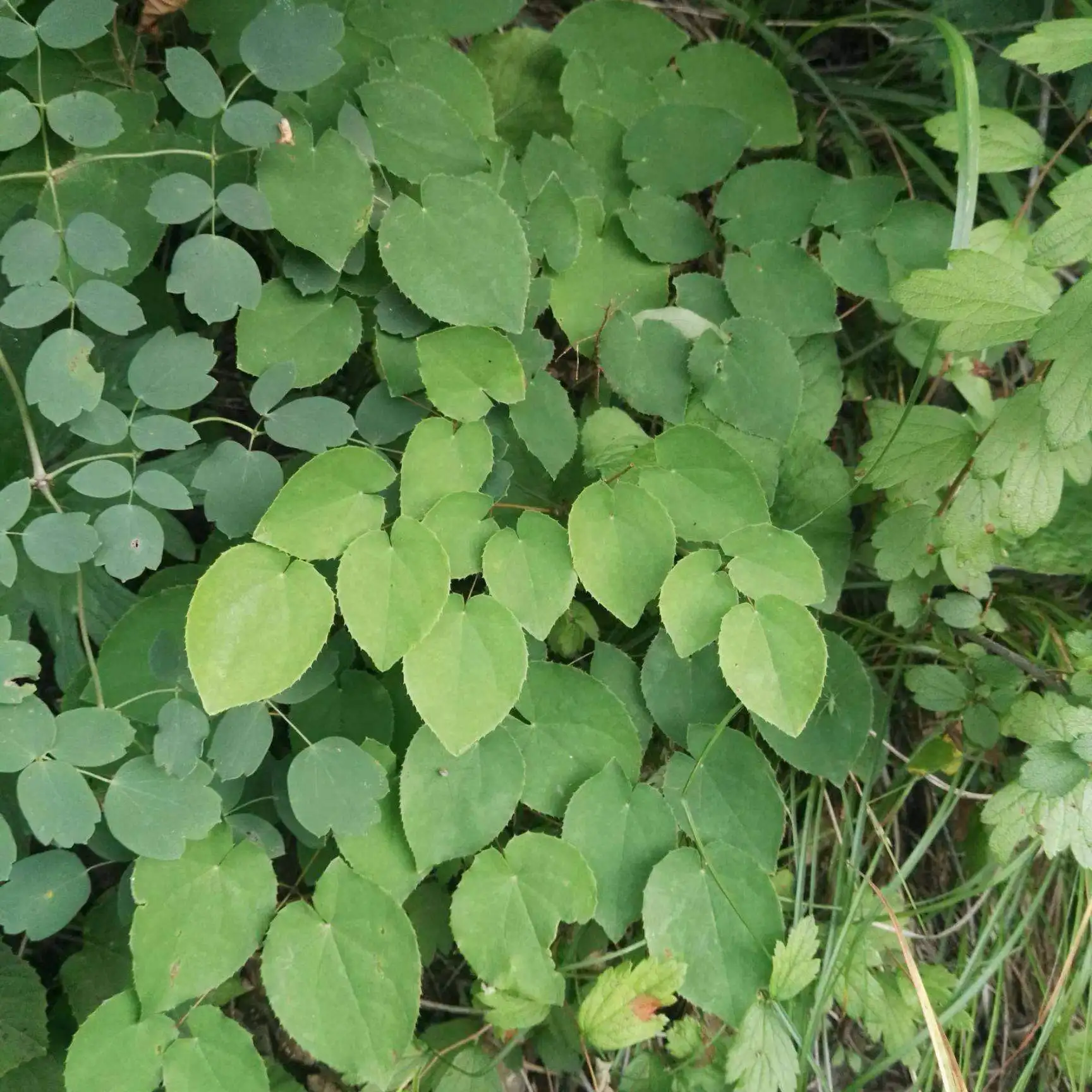 Новое поступление Натуральные Сушеные травы Yin Yang Huo Epimedium растительный экстракт порошок