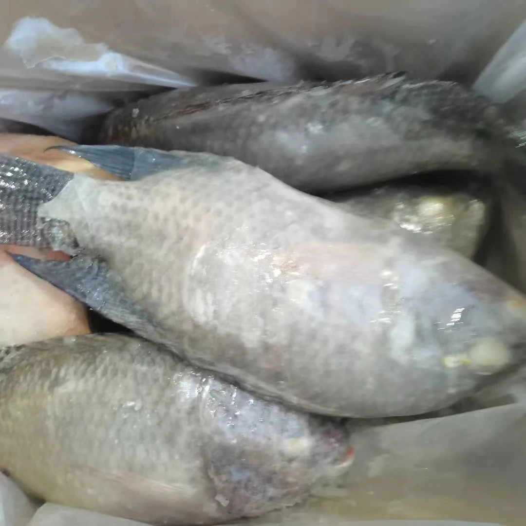 wholesale seafood frozen whole round Tilapia fish