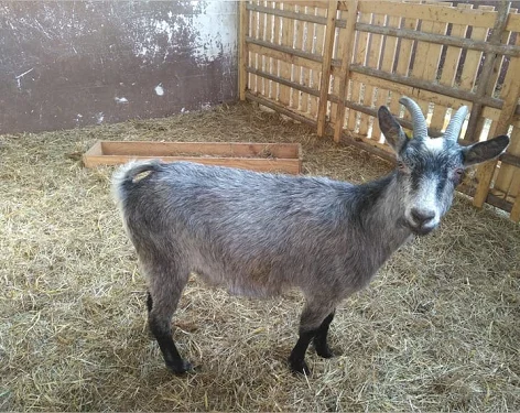 Blobe Ziegen Goats,cow,camel,sheep,goat,ox,bull