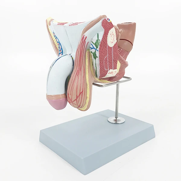 Hot Selling YA/U044 Human Male Genital Organ Model 4 Parts