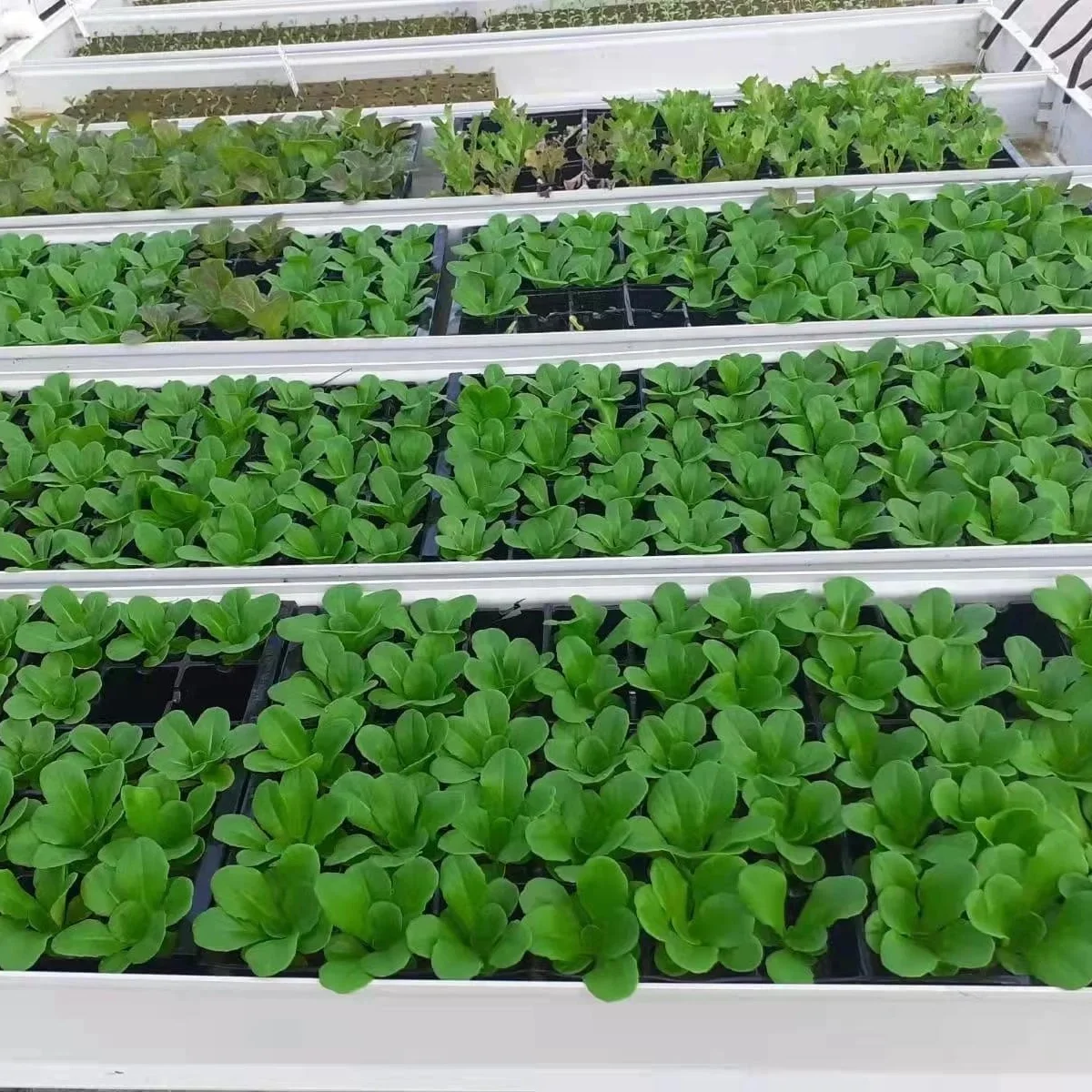 Greenhouses Kit Soiless Hydroponic Fodder Gutter Stand Trough System Grow Gutter For Hydroponics