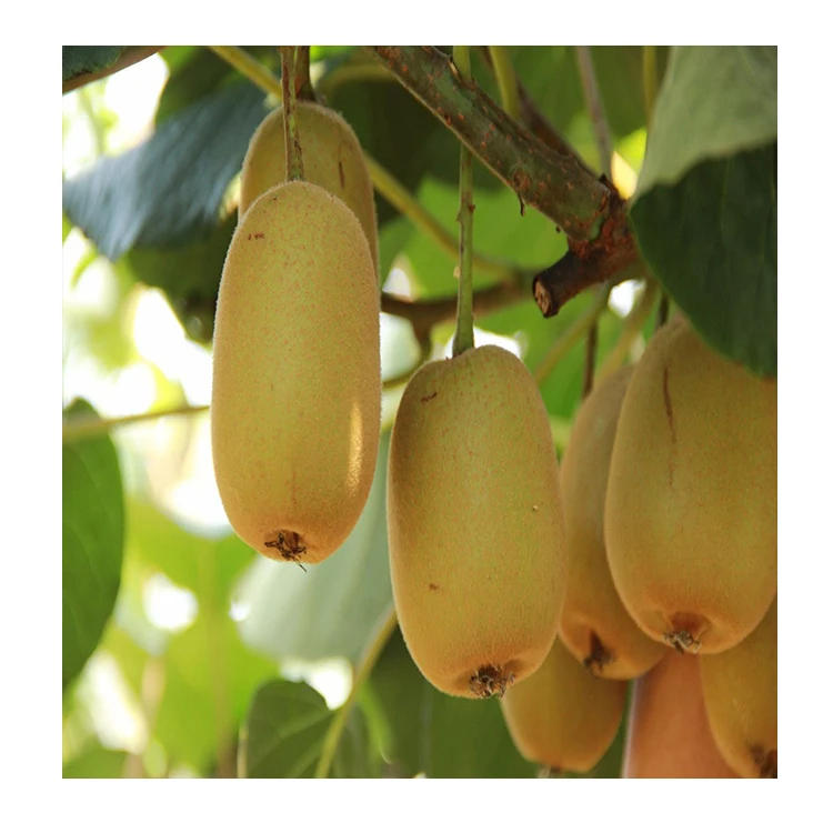 Hot sale Premium High Quality China sweet fresh Kiwi