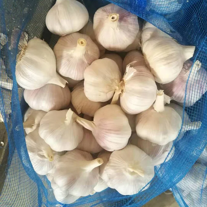 Fresh Garlic Pure Whitenormal White Cheap Price 50 Cm Up Garlic