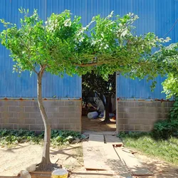 Wholesale Garden Wedding Table Centerpiece Event Decor Greenery Artificial Ficus Trees Banyan Tree Plant