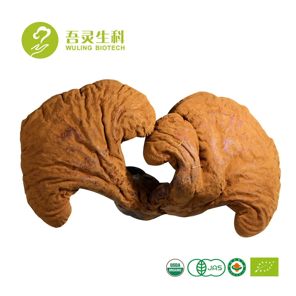 Лидер продаж, экстракт грибов рейши