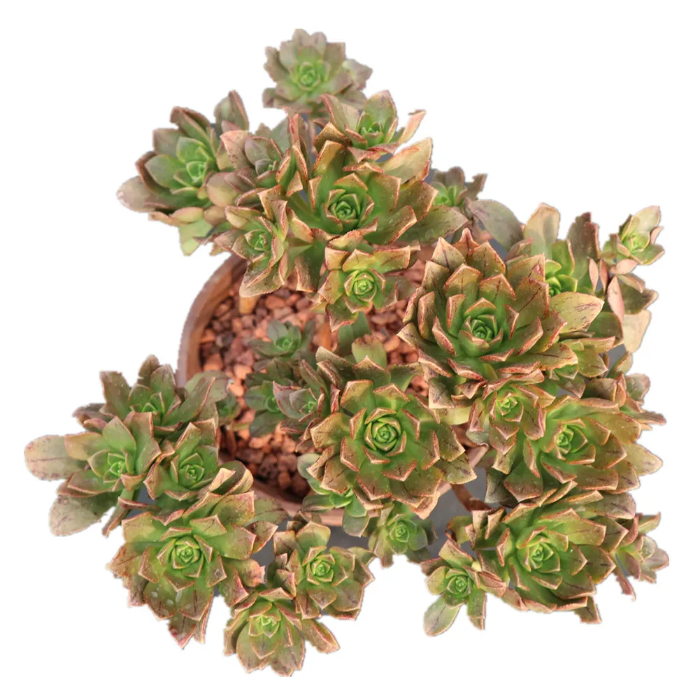 
Fantastic farm direct supply aeonium bronze medal woody succulent plants live 