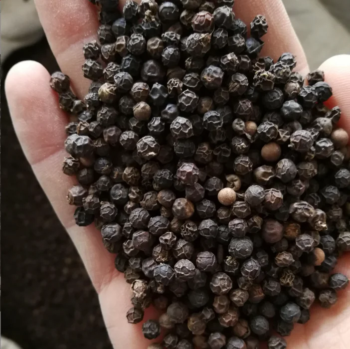 Wholesale Spice Dried Black Pepper Vietnam Wholesale price Black pepper dried whole black pepper