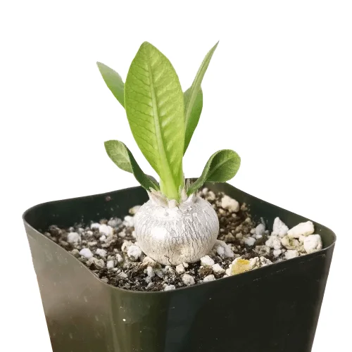 Succulent Care - Succulents cactus Plants