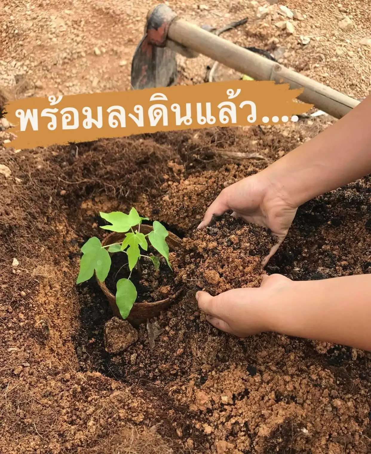  Cocopot RS003 15 5x14x9 см натуральный продукт кокосовое волокно из Таиланда древесный горшок изготовлен натурального кокосового волокна