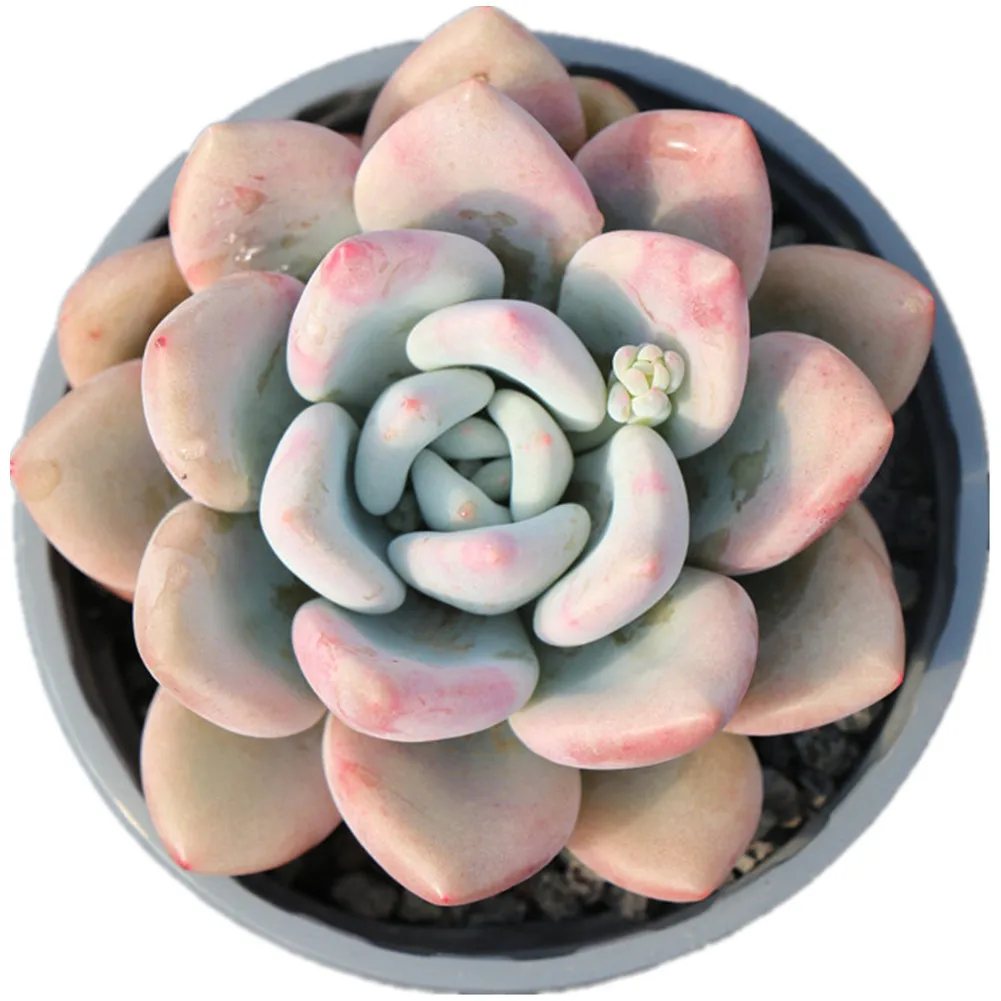 
Graptoveria Opalina Ornamental Woody Plants with Low Price Real Echeveria Plants Succulent Plant Live 