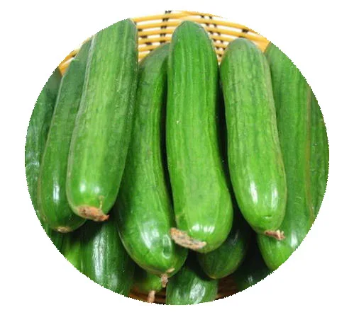 F1 гибридные семена фруктового огурца для коммерческого посадки, Нидерландские бесшпиндельные семена огурца