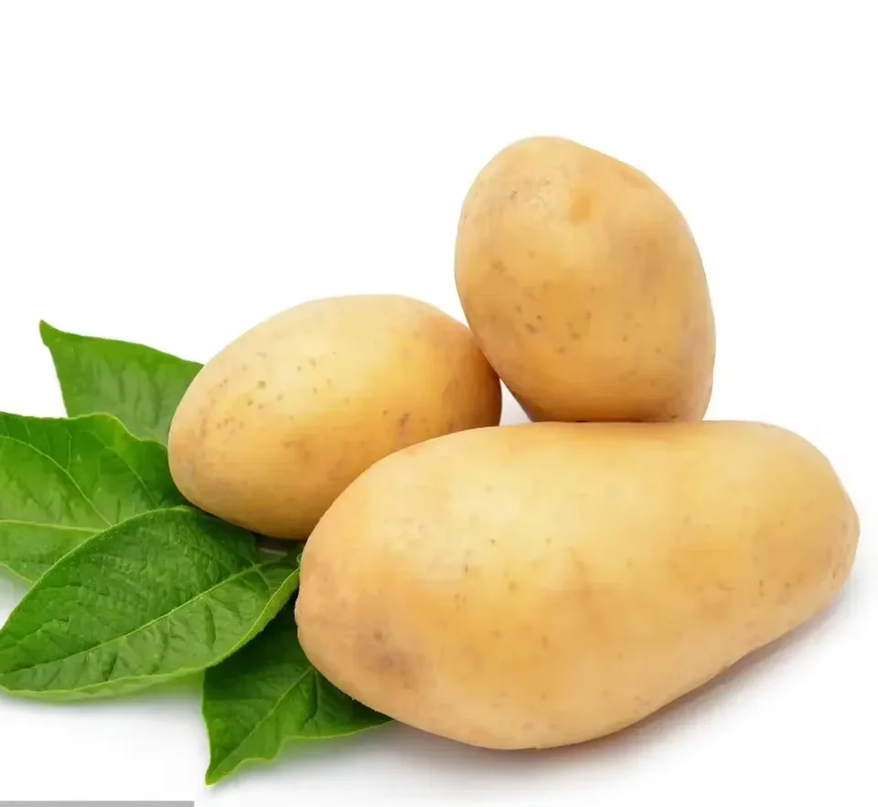 New crop Yellow fresh potato Wholesale fresh vegetables New fresh potato