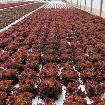 NFT hydroponic growing systems greenhouse complete hydroponic for strawberry hydroponic growing systems
