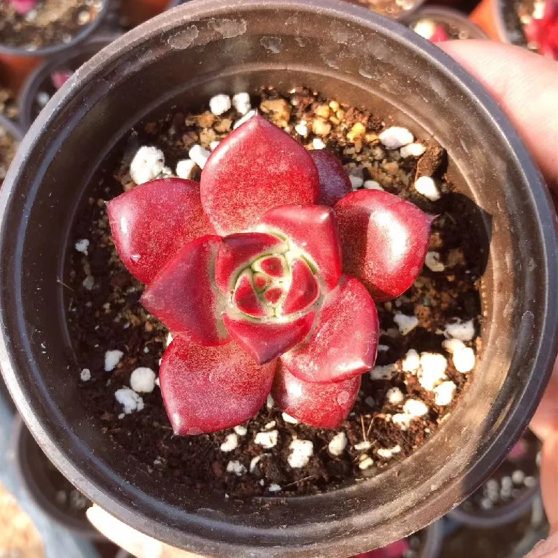  Живые суккуленты 1 97 дюймов Echeveria agavoides v Romeo Rubin натуральное растение оптовая продажа для детского