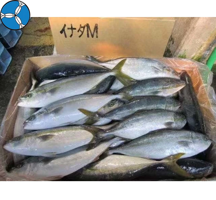 Good Price Top Quality Frozen Fish Yellow Tail Whole Fish for Sale