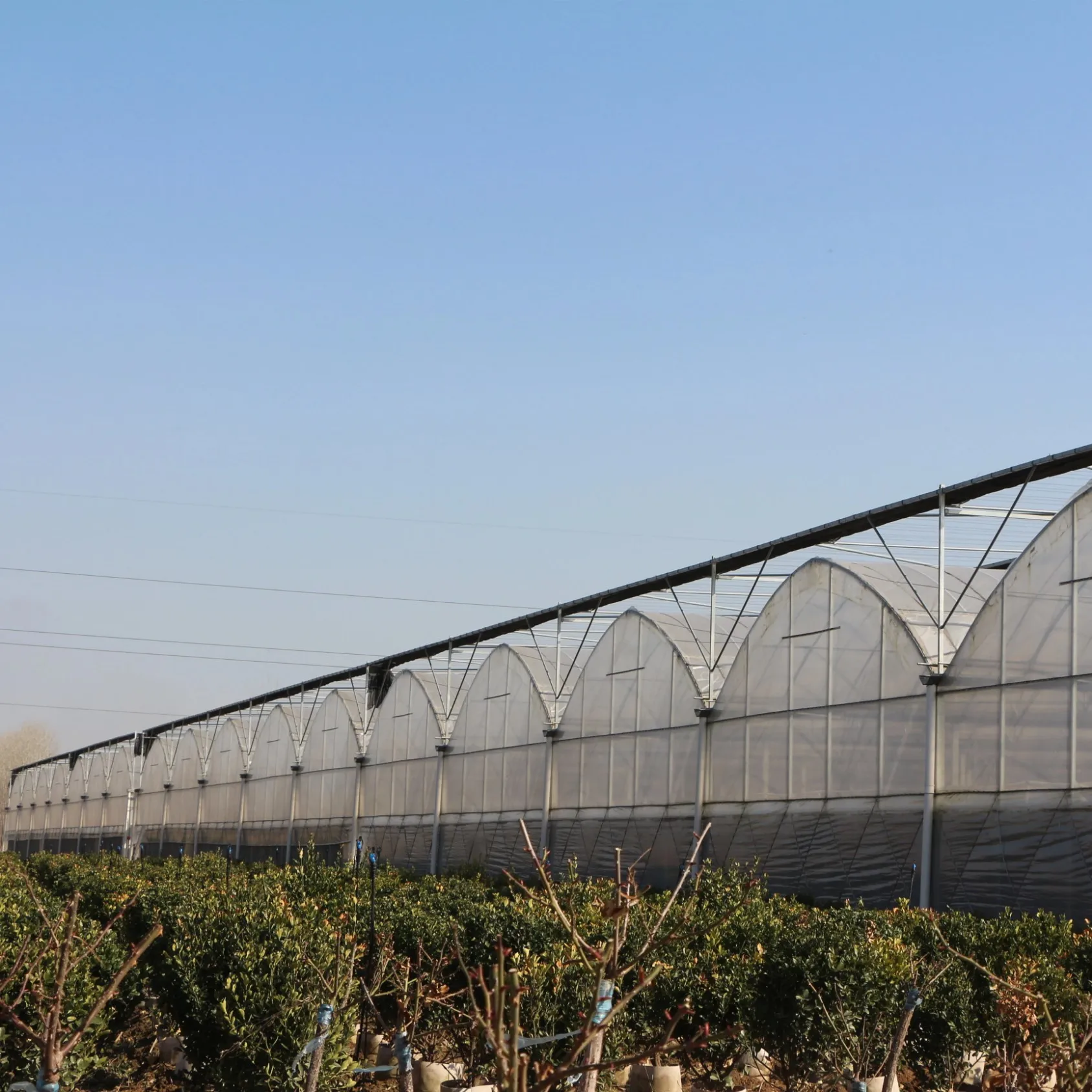 
Best selling and easy to install multi-cross agricultural/commercial greenhouses/directly supplied by manufacturers 