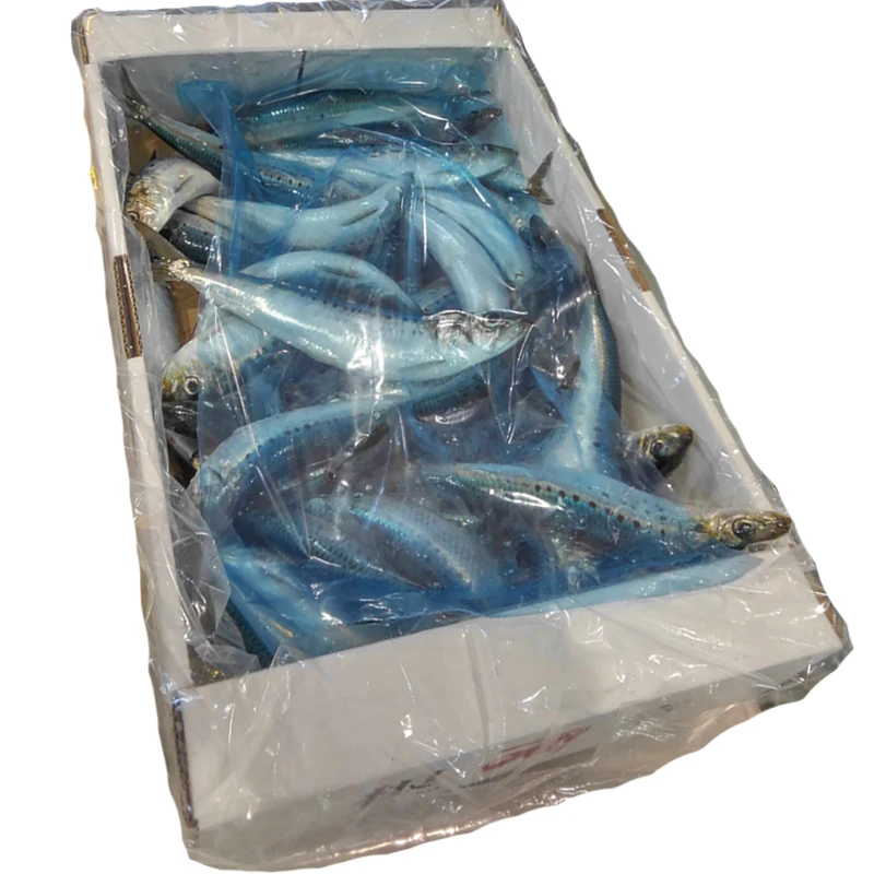 Wholesale Sardines Fresh  IQF Pilchards Frozen BQF Sardine
