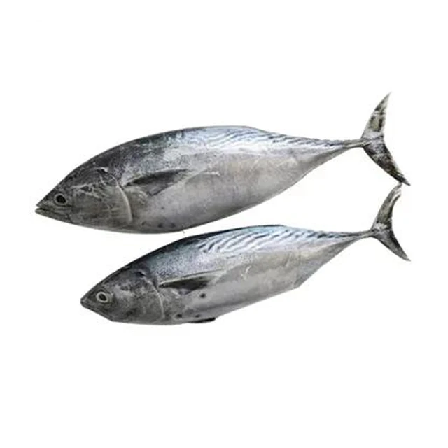 Новое поступление, Лидер продаж, оптовая цена, хорошее качество, замороженная круглая Бонито для консервов