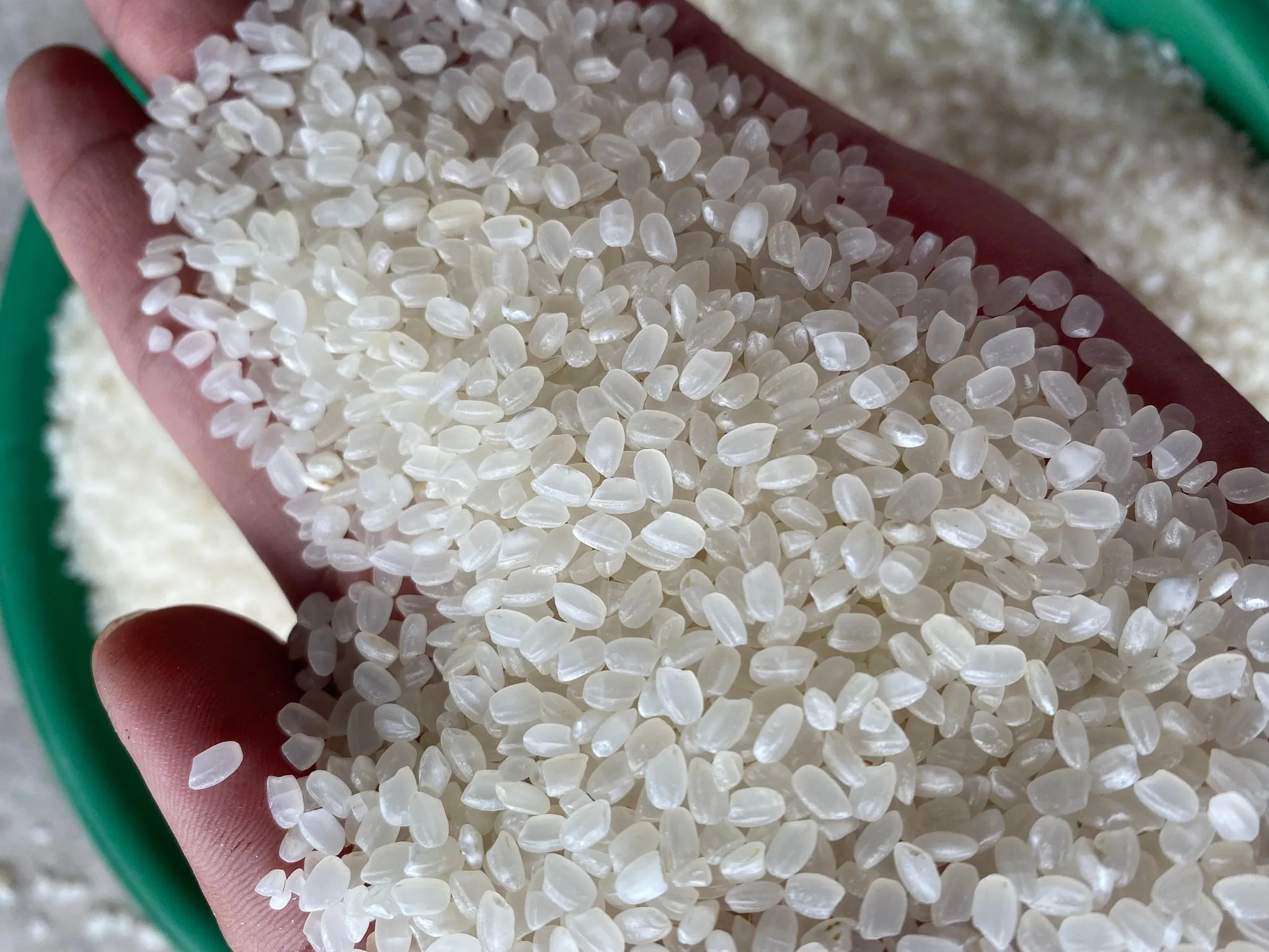 Japonica Arroz Japanese sushi rice with 3% broken Calrose Buyer Logo white rice delicious - whatsap 0084 989 322 607