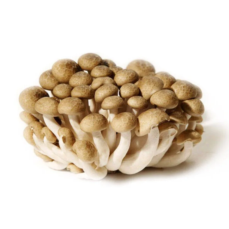 Large wholesale of fresh Crab Mushroom