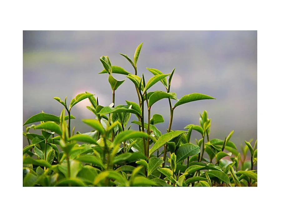 10%20%30% Lipid Soluble Tea Polyphenols Green Tea Extract