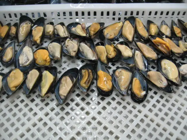  New Season Hot Sale Frozen Half Shell