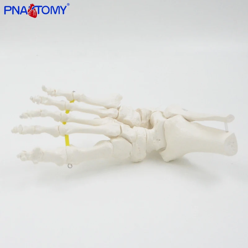 Flexible Foot Bone Model Ankle Joint Bones of Foot Skeleton Anatomy Medical Teaching Tool