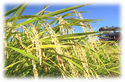 Wine bottle gift daiginjo kinka extract price 720ml sake made in Japan