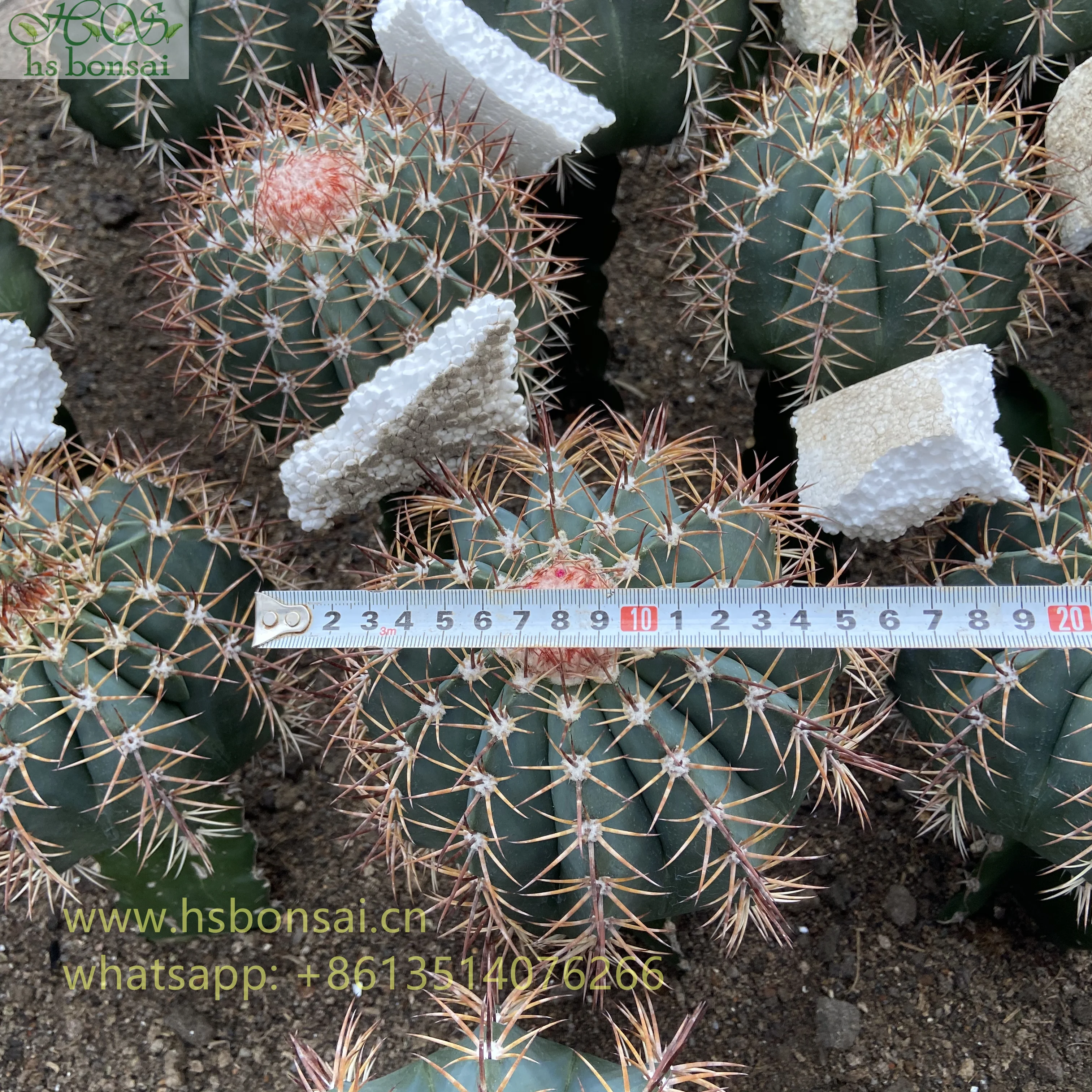 New type top sale green plant with pot plant greens for home garden decoration cactus Echinocactus grusonii