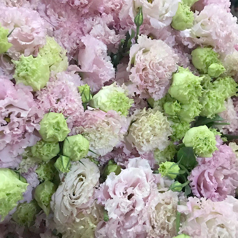 
Christmas Gifts Floral Bouquet Fresh Cut Flowers White Eustoma for Decoration 