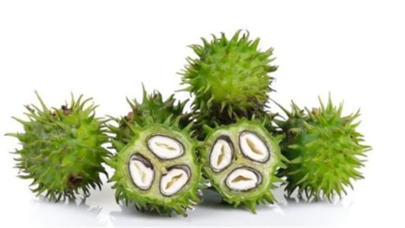 Top Quality Buy Castor Seed Online at Wholesale Price in Bulk Castor Seed Export Fast Sprouting Castor Bean Plant Seeds for Sale