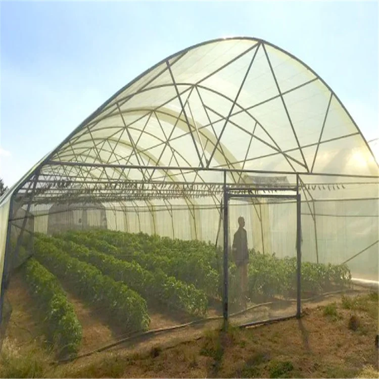Economical Tunnel Tomato Production single span Greenhouses