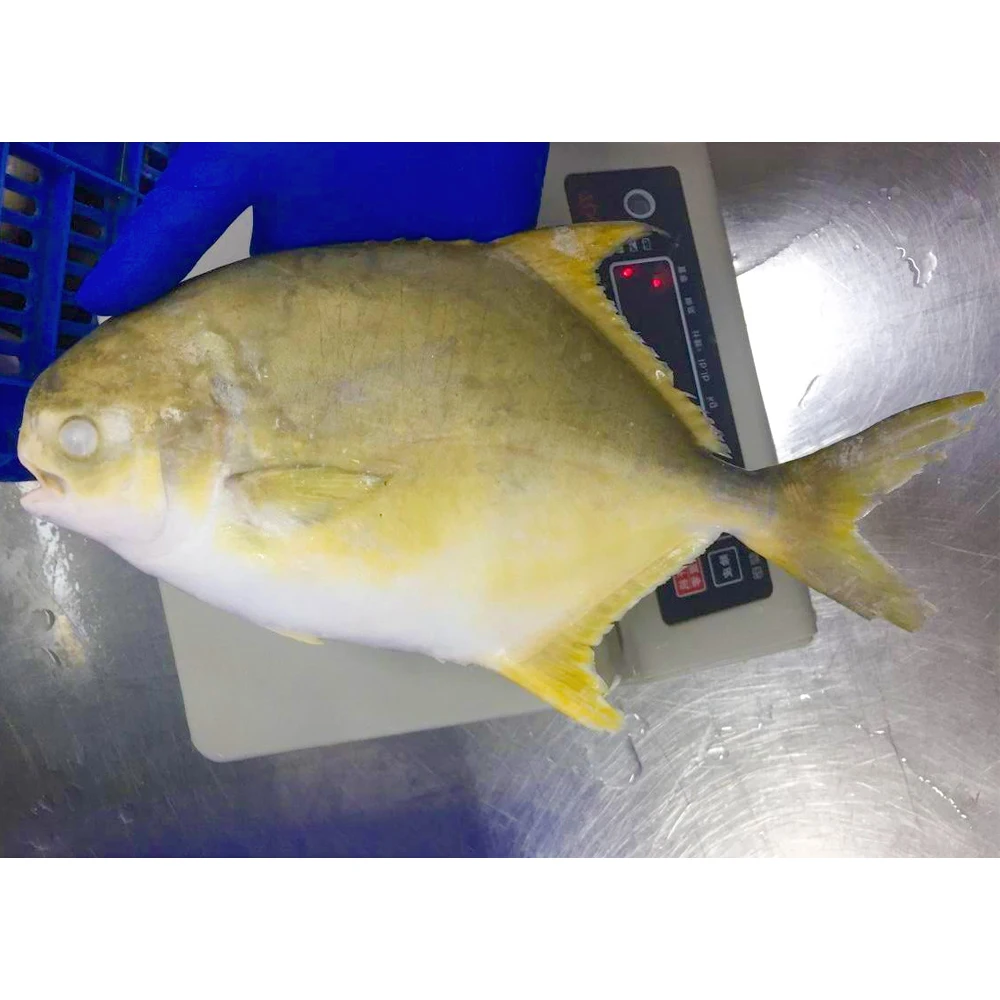China export factory price wholesale pompano fish high quality frozen golden pompano fish pomfret