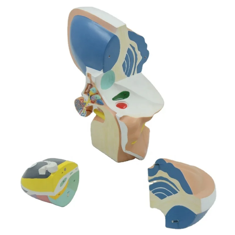 Diencephalon Model Enlarged Human Anatomical Telencephalon Thalamus Talamus Epithalamus Metathalamus Detachable Brain Model Med