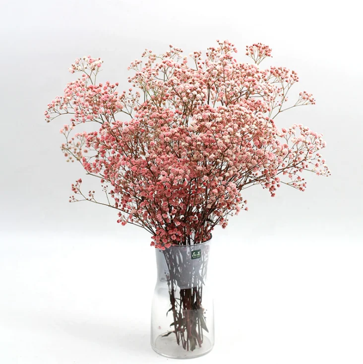  Оптовая продажа сушеный цветок babysbreath сохраненный вечный настоящий и