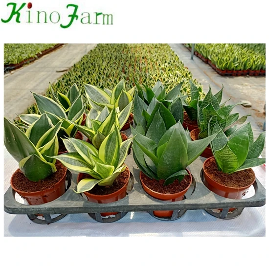 Wholesale Different Types Of Sansevieria
