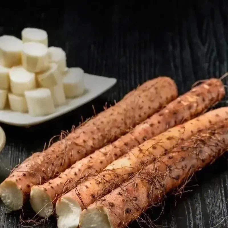 High Quality Fresh Chinese Yam for sales