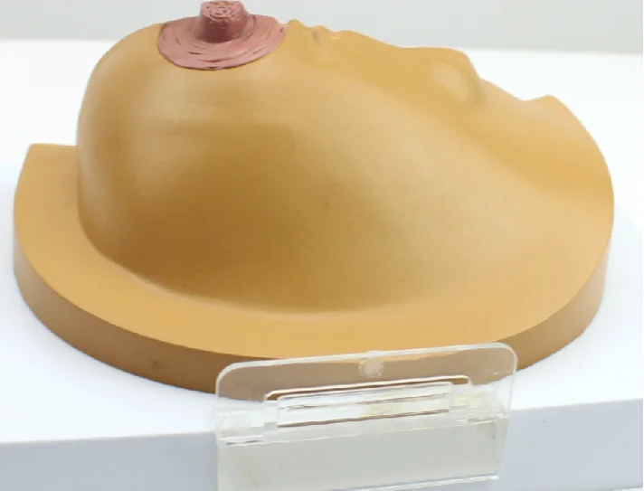 Pathological models of the breast on the anatomy of medical diseases and cancers Models of the female breast